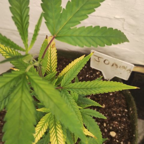 Joana growlog timeline photo