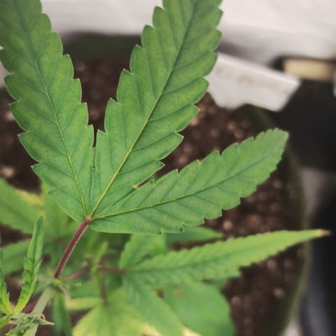 Joana growlog timeline photo