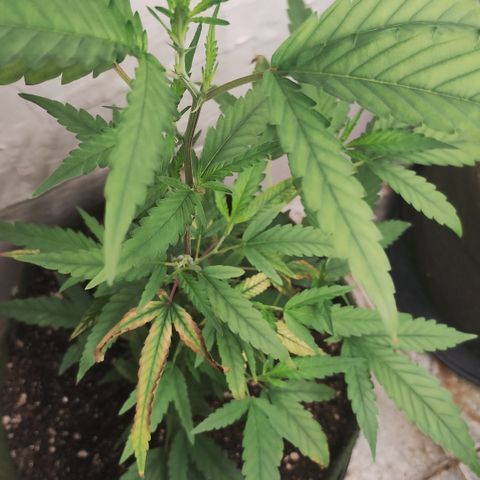 Joana growlog timeline photo