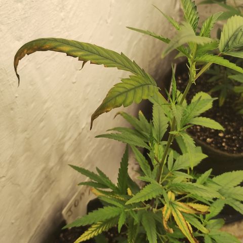 Joana growlog timeline photo