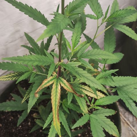 Joana growlog timeline photo
