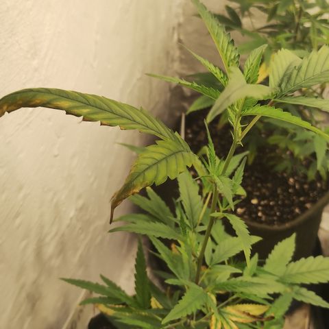 Joana growlog timeline photo
