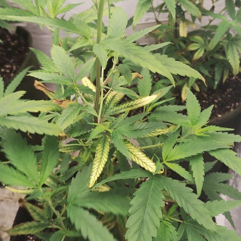 Ana growlog timeline photo