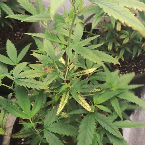 Ana growlog timeline photo