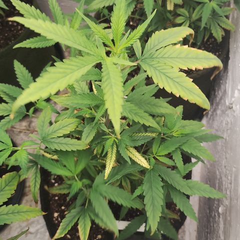 Ana growlog timeline photo