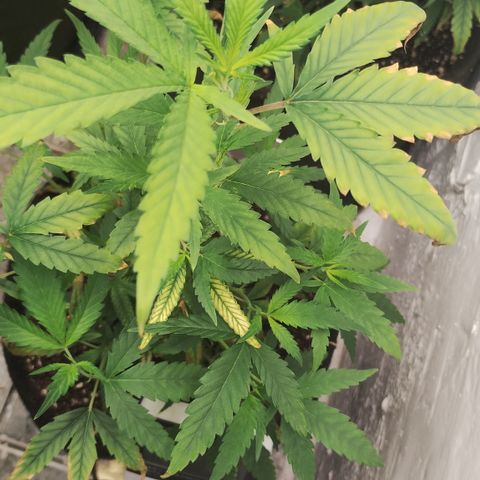 Ana growlog timeline photo