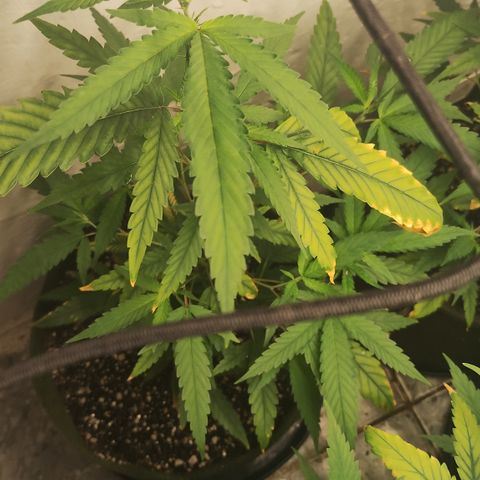 Joana growlog timeline photo