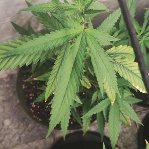 Joana growlog timeline photo