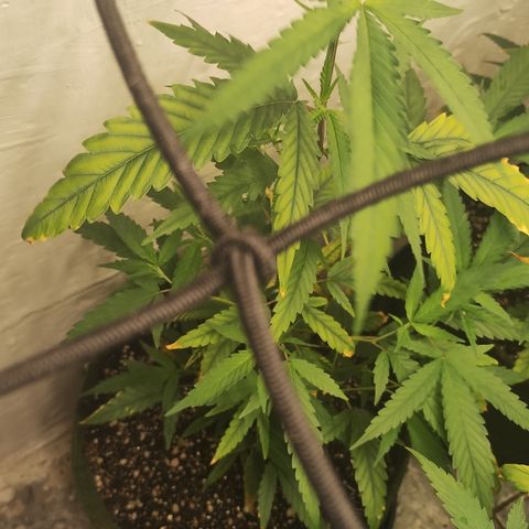Joana growlog timeline photo