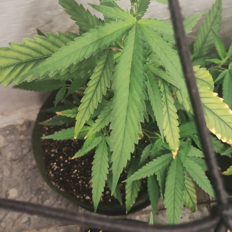 Joana growlog timeline photo