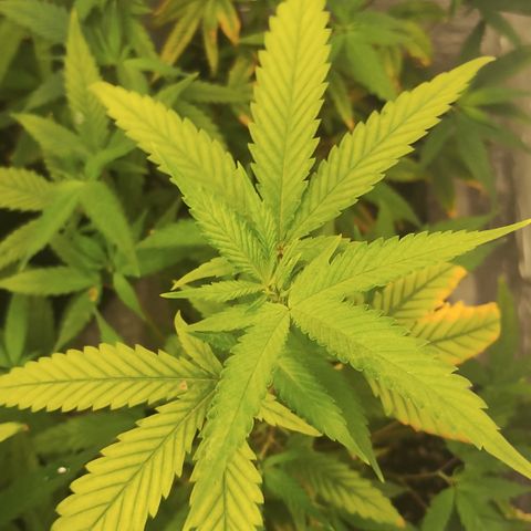Ana growlog timeline photo