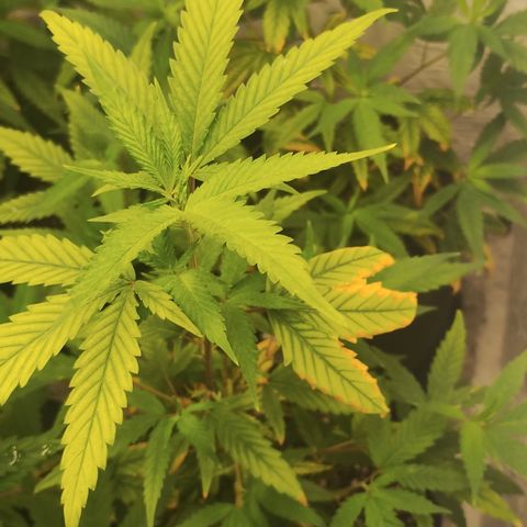 Ana growlog timeline photo