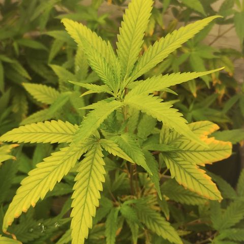 Ana growlog timeline photo