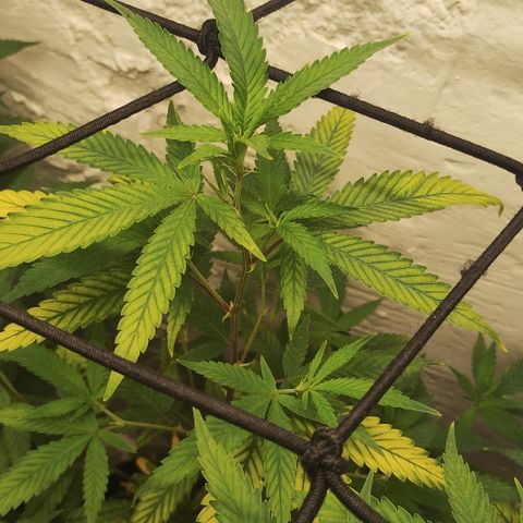 Ana growlog timeline photo