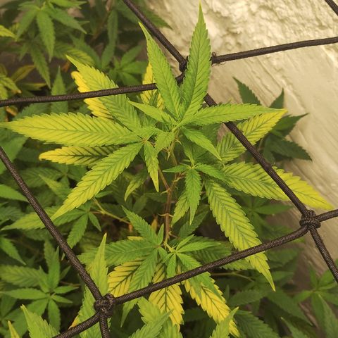 Ana growlog timeline photo