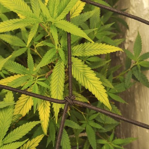 Ana growlog timeline photo
