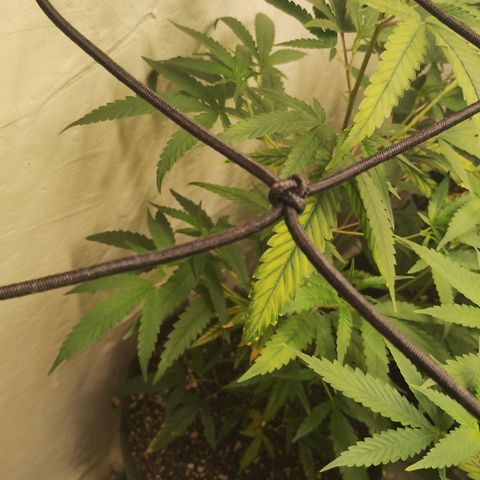 Joana growlog timeline photo