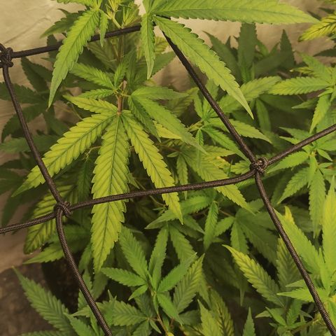 Joana growlog timeline photo