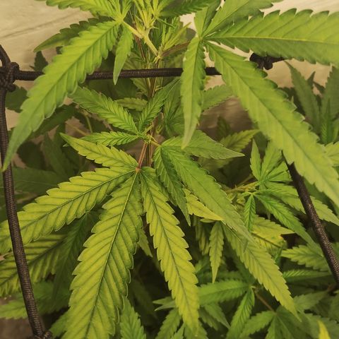 Joana growlog timeline photo