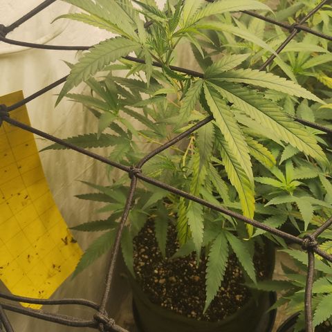 Joana growlog timeline photo