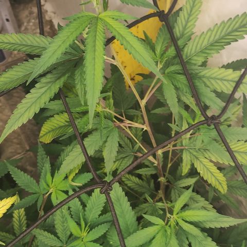 Joana growlog timeline photo