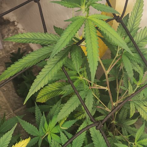 Joana growlog timeline photo