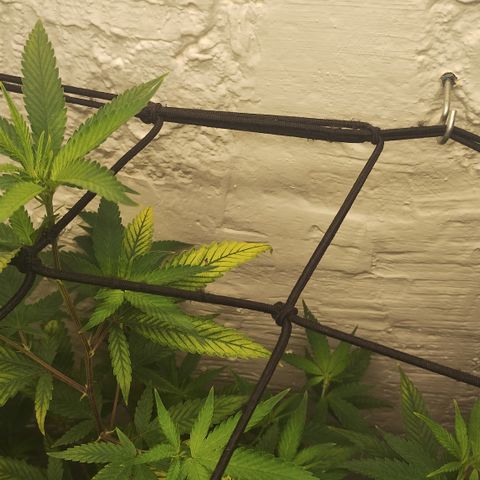 Ana growlog timeline photo