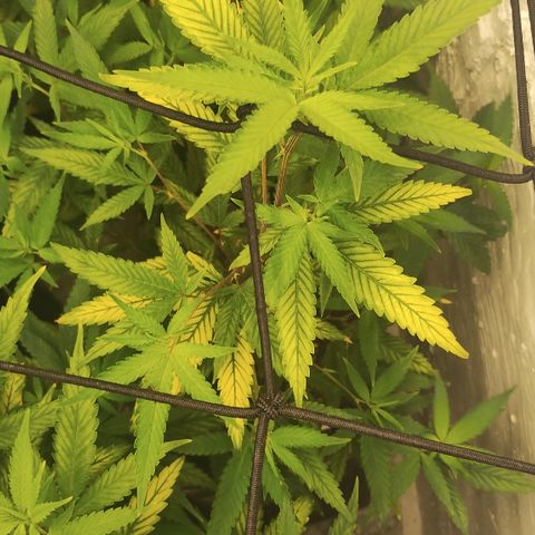Ana growlog timeline photo