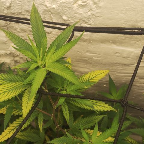 Ana growlog timeline photo