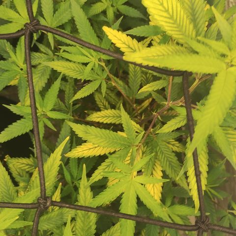 Ana growlog timeline photo