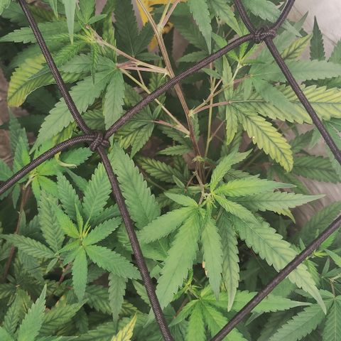 Joana growlog timeline photo