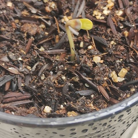 Gorilla growlog timeline photo