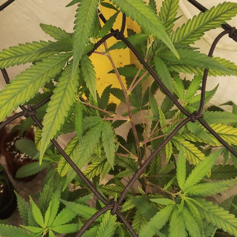 Joana growlog timeline photo