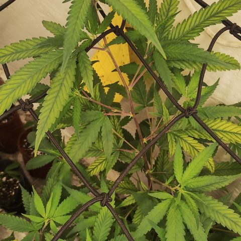 Joana growlog timeline photo