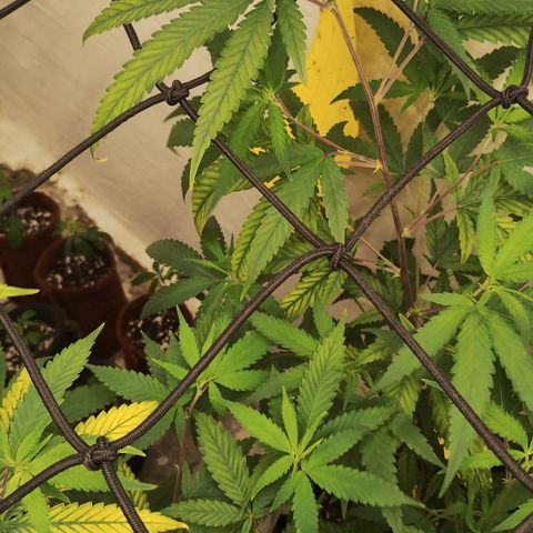 Joana growlog timeline photo