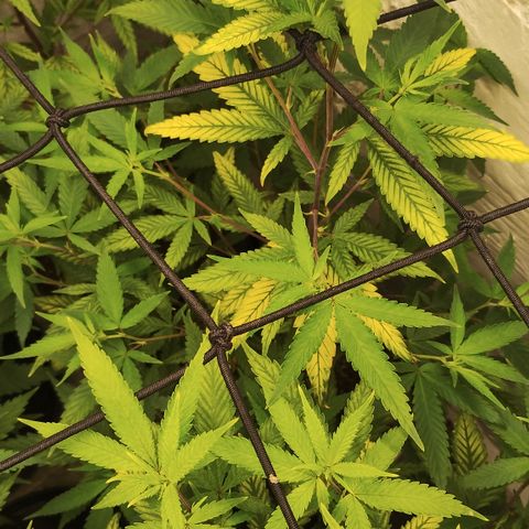 Ana growlog timeline photo