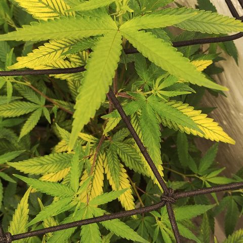 Ana growlog timeline photo