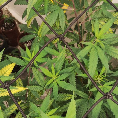 Joana growlog timeline photo