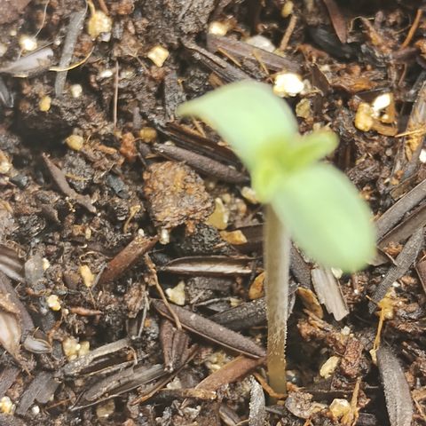 Girl scoout cokies growlog timeline photo