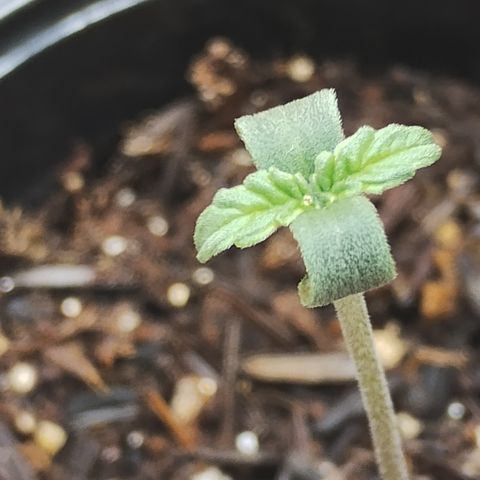 Girl scoout cokies growlog timeline photo