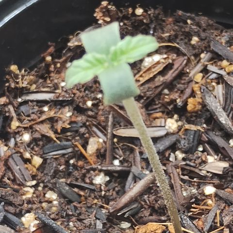 Girl scoout cokies growlog timeline photo