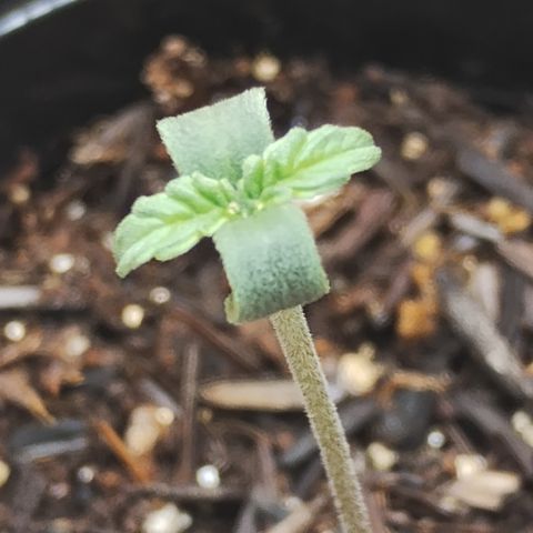 Girl scoout cokies growlog timeline photo