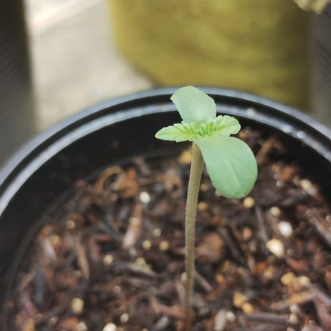 Gorilla growlog timeline photo