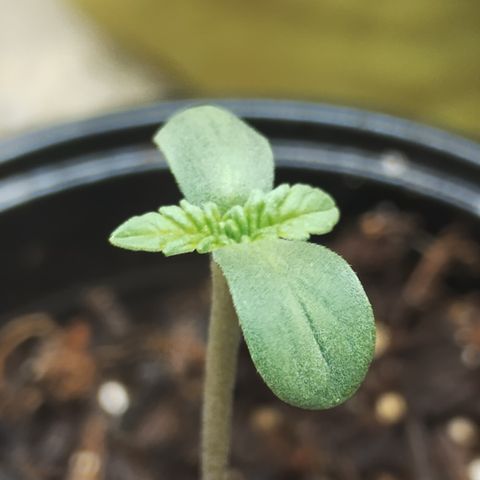 Gorilla growlog timeline photo