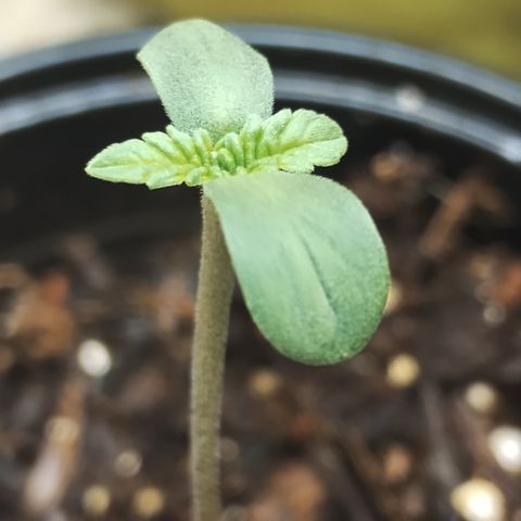 Gorilla growlog timeline photo