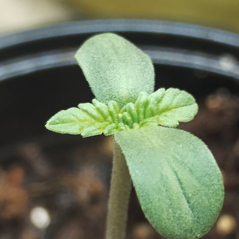 Gorilla growlog timeline photo