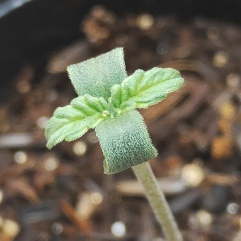 Girl scoout cokies growlog timeline photo