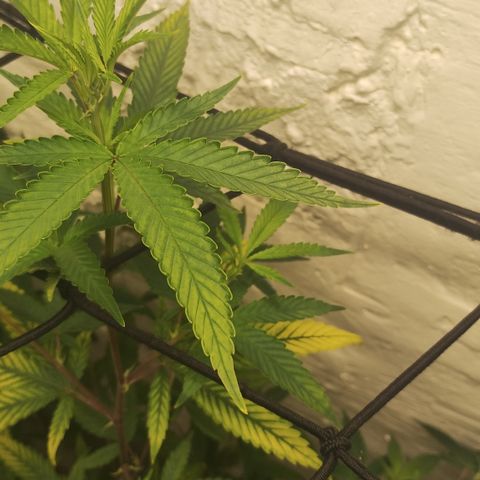 Ana growlog timeline photo