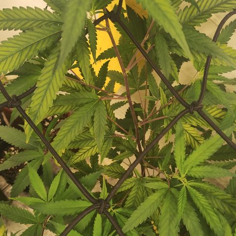 Joana growlog timeline photo