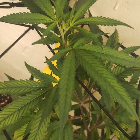 Joana growlog timeline photo